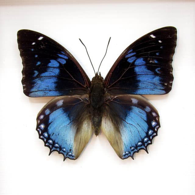 Real Western Blue Charaxes butterfly framed taxidermy - Charaxes smaragdalis
