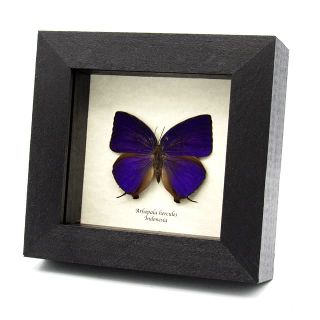 Real purple metallic butterfly framed taxidermy - Arhopala hercules