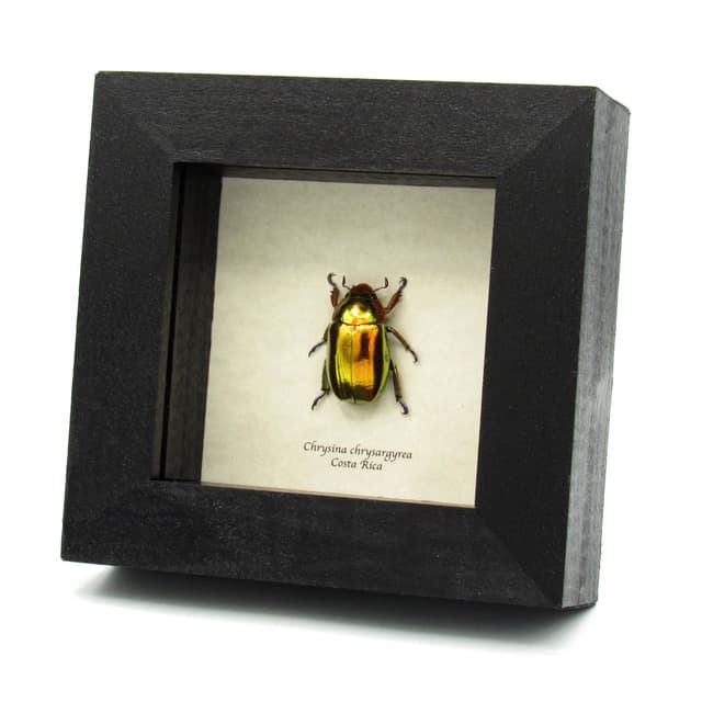 Very rare real Jewel beetle framed taxidermy - Chrysina chrysargyrea - gold form!