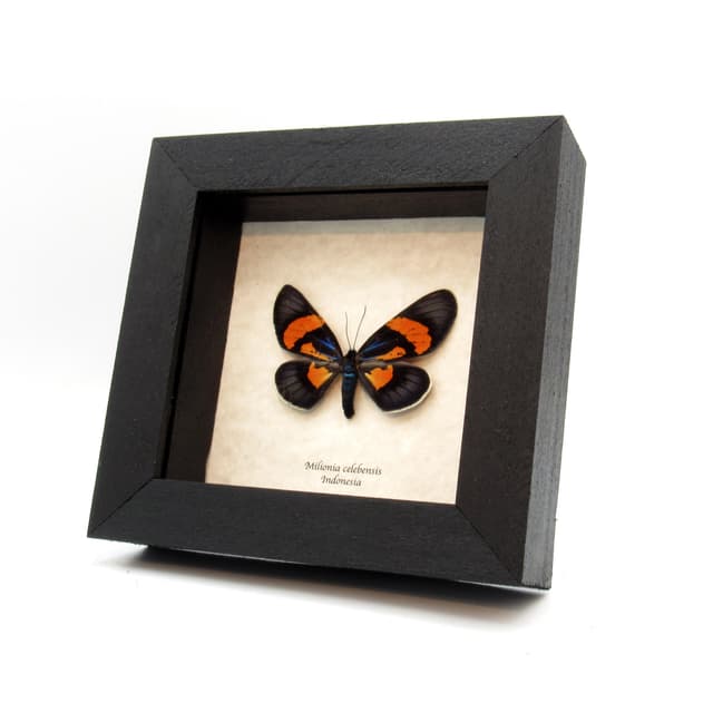 Rare metallic orange moth framed taxidermy - Milionia celebensis - female