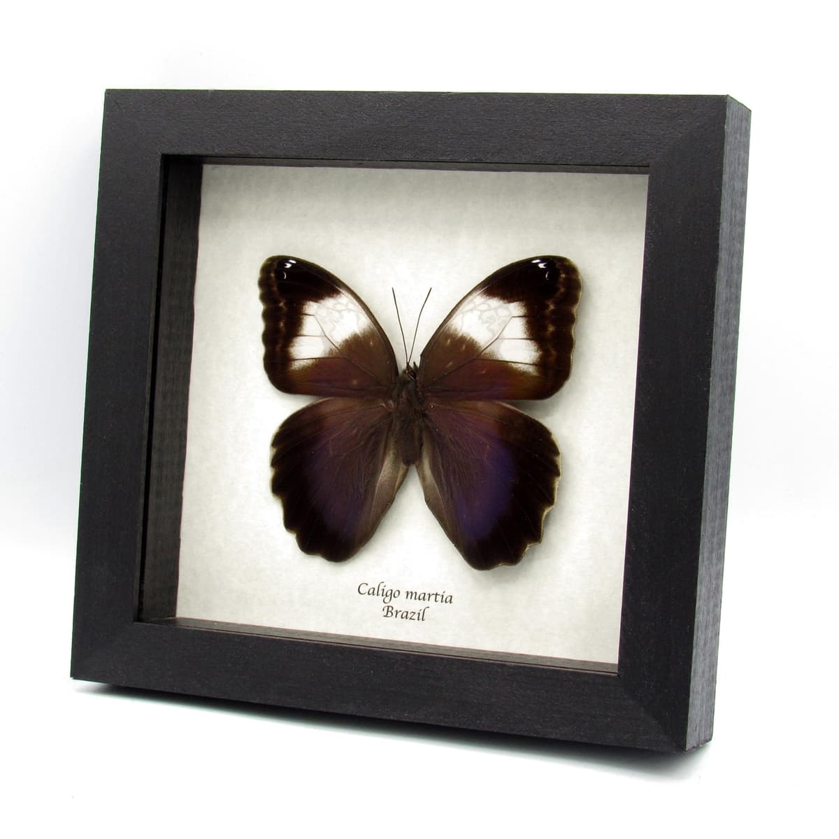 Rare Giant purple Owl Butterfly framed taxidermy - Caligo martia
