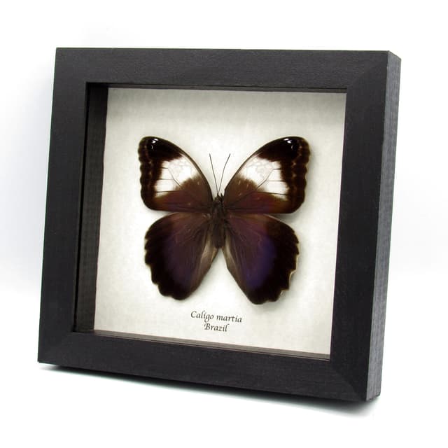 Rare Giant purple Owl Butterfly framed taxidermy - Caligo martia