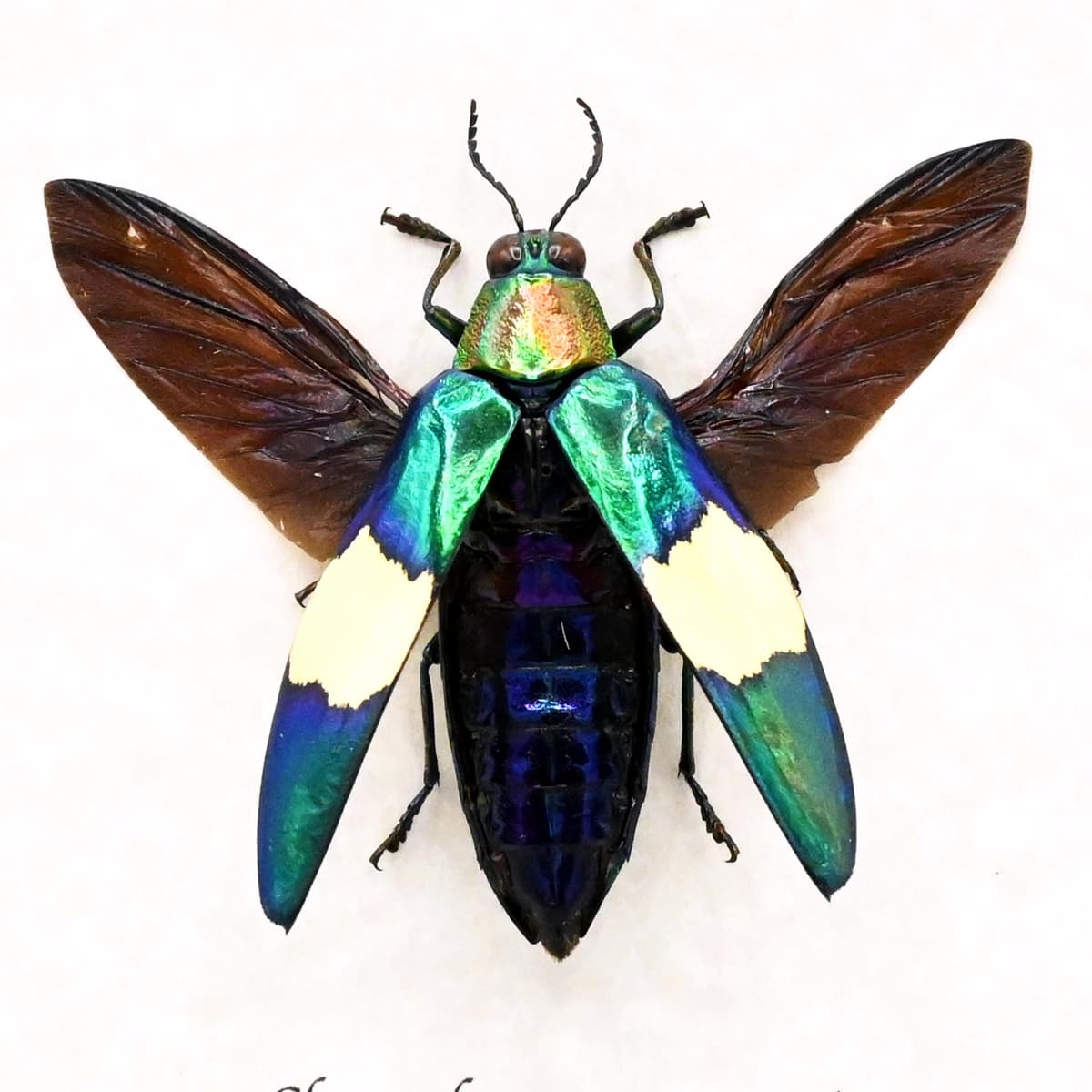 Real metallic Jewel beetle framed taxidermy - Chrysochroa maruyamai