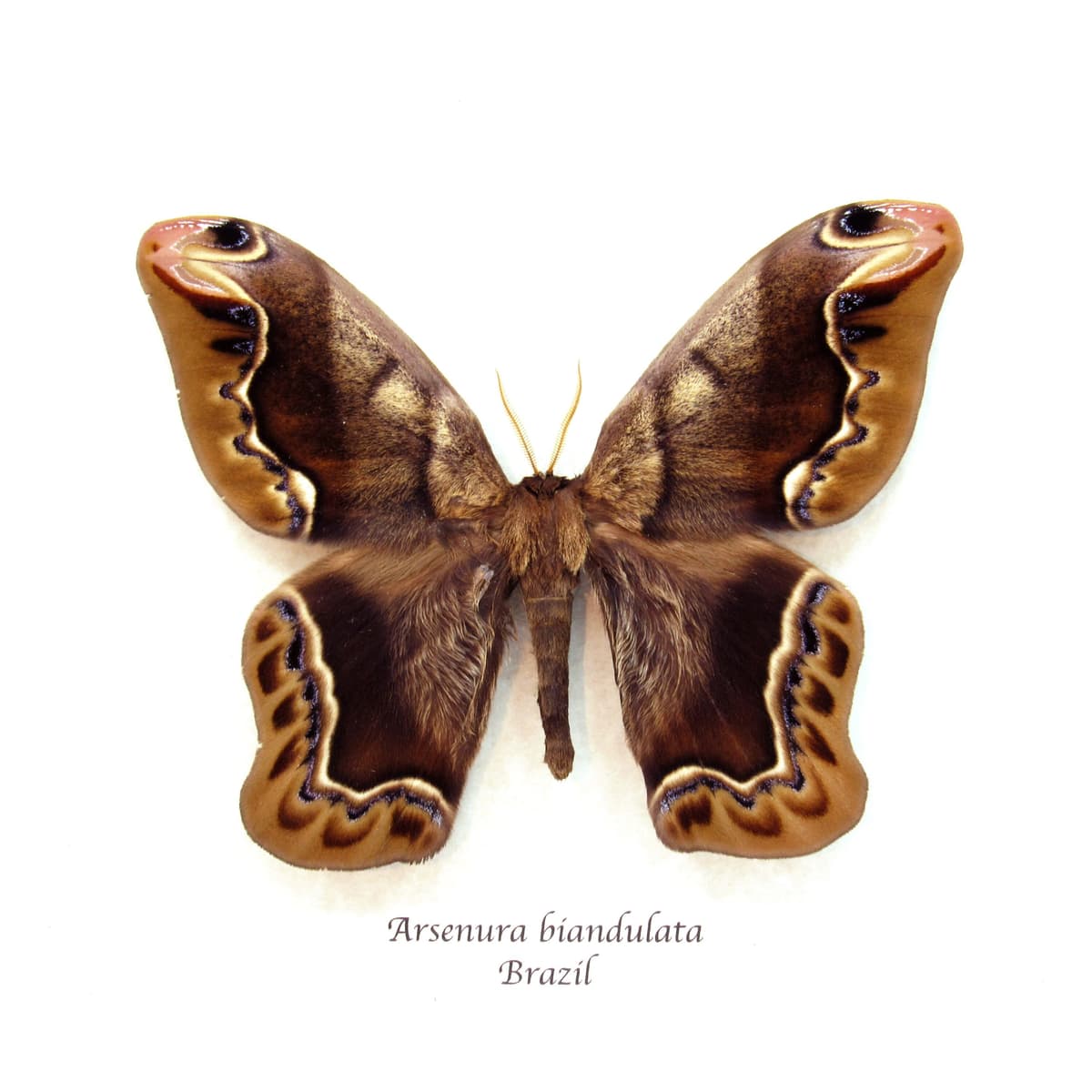 Massive rare furry Saturn moth framed taxidermy - Arsenura biandulata