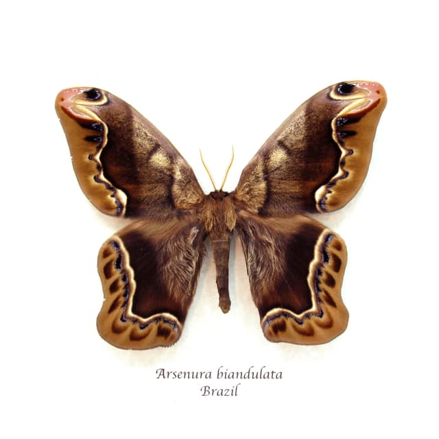 Massive rare furry Saturn moth framed taxidermy - Arsenura biandulata