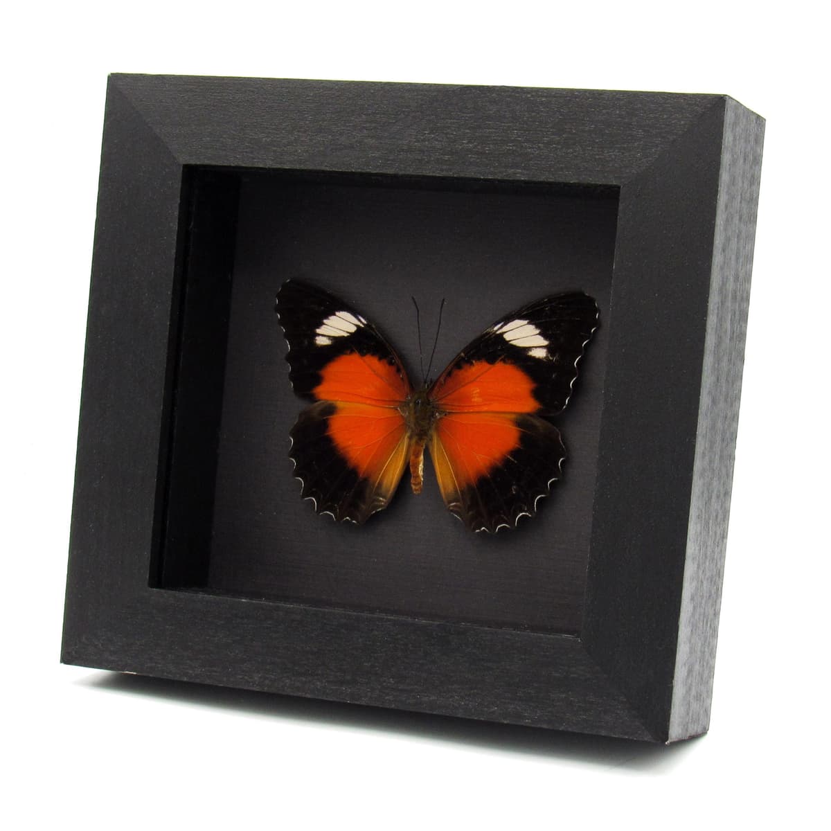 Real Eastern Red Lacewing butterfly framed taxidermy - Cethosia cydippe