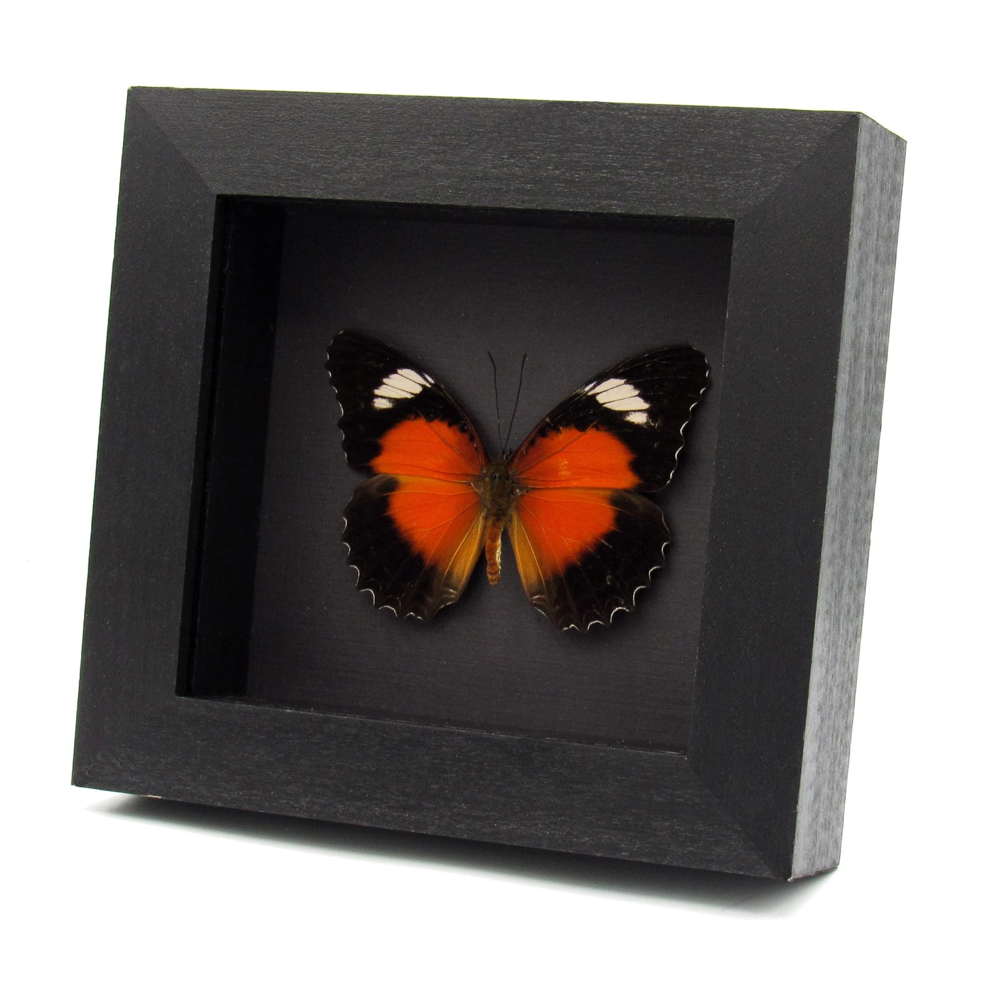 Real Eastern Red Lacewing butterfly framed taxidermy - Cethosia cydippe