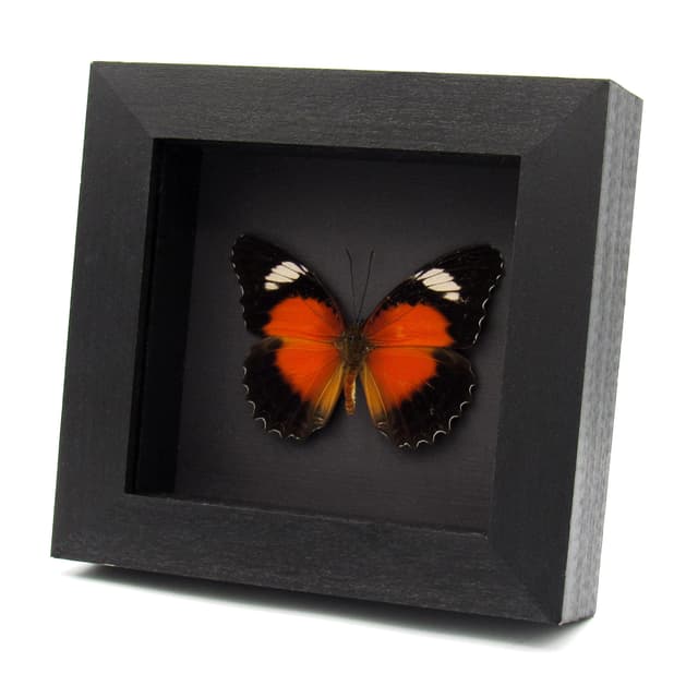 Real Eastern Red Lacewing butterfly framed taxidermy - Cethosia cydippe