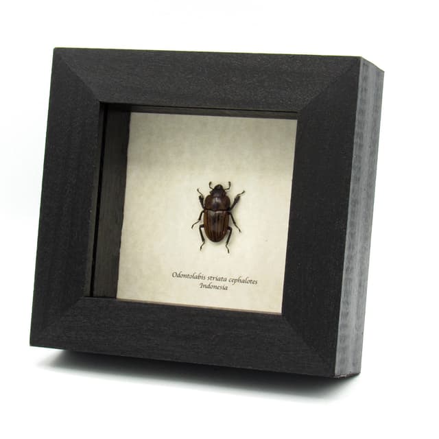 Real Stag beetle framed taxidermy - Odontolabis striata cephalotes - female