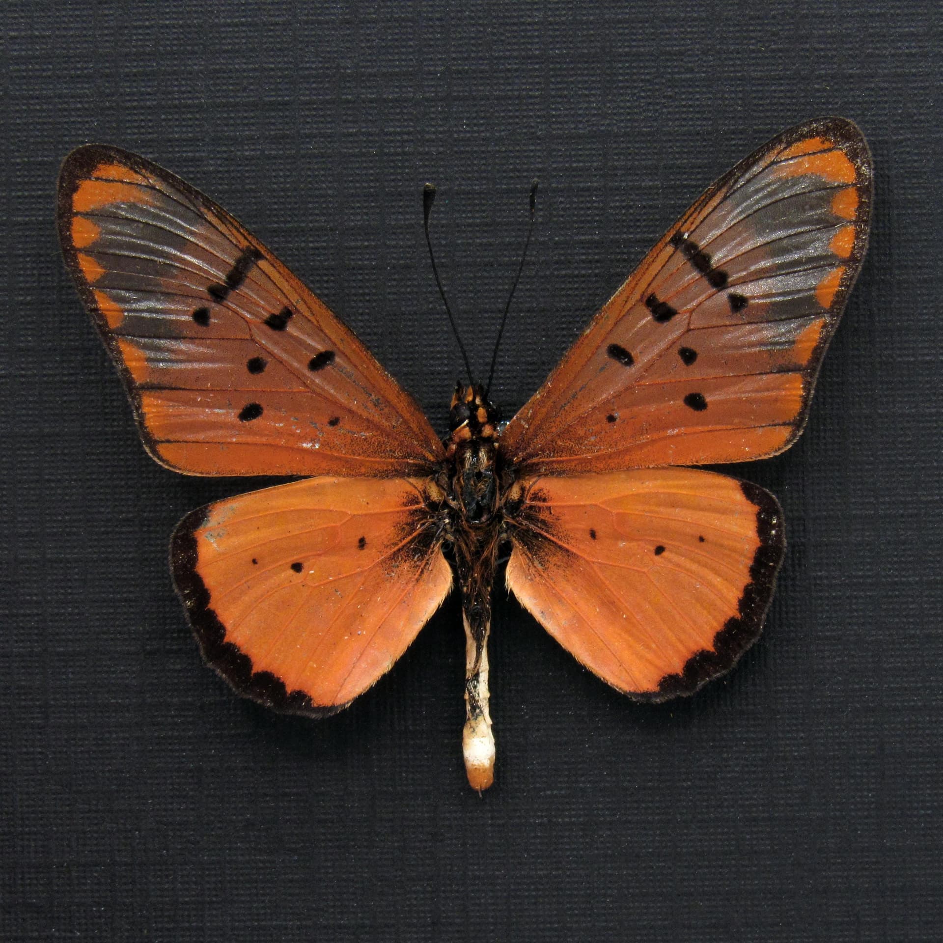 Real peach African Glasswing butterfly framed specimen - Acraea braesia