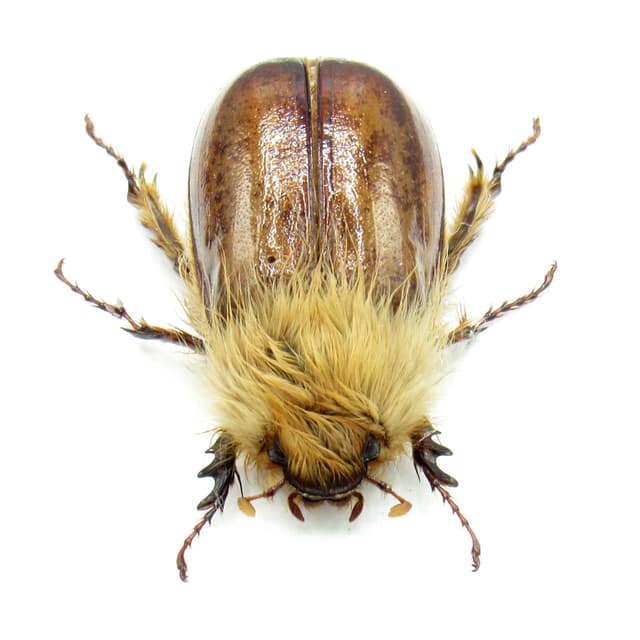 Rare Woolly Leaf Chafer beetle framed specimen - Sparrmannia flava