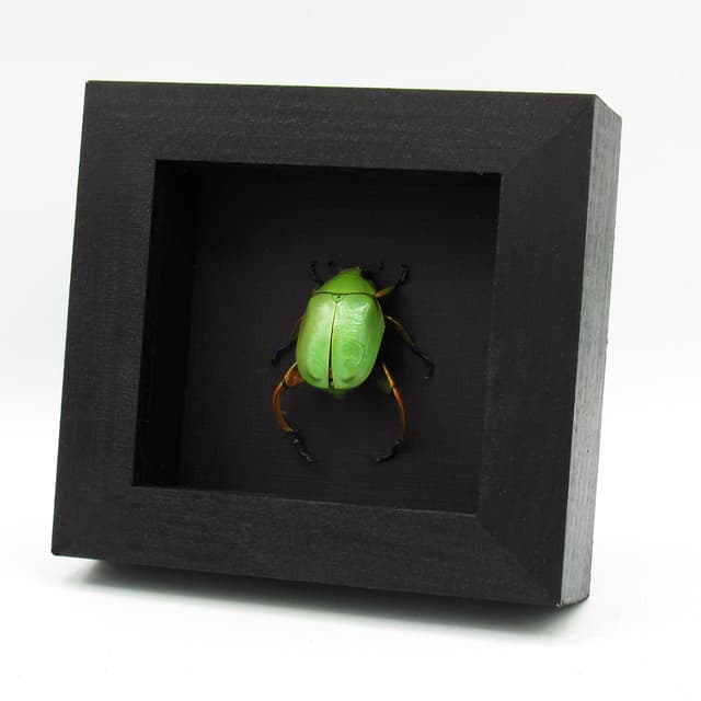 Real Rainbow legged Scarab beetle framed taxidermy - Chrysina macropus