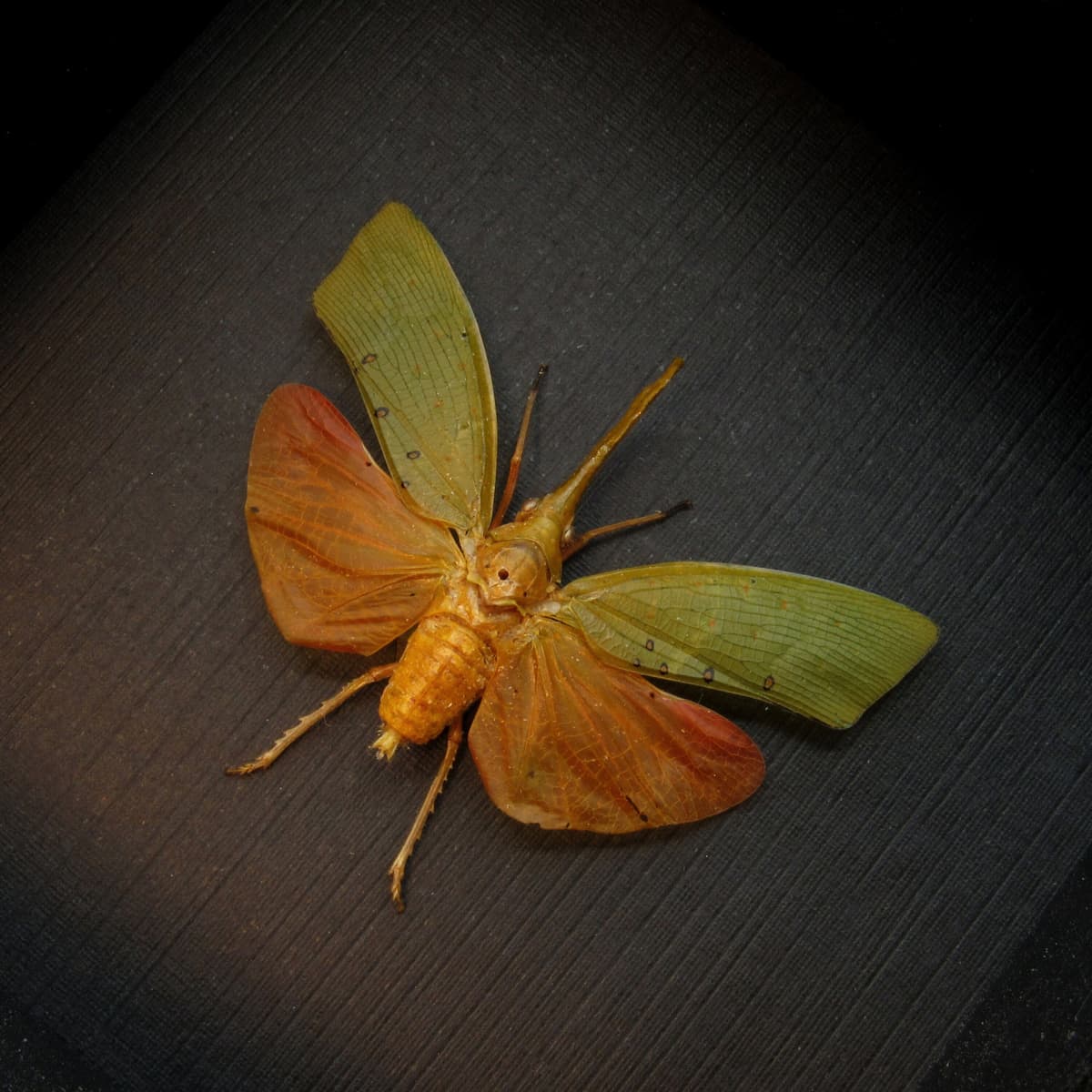 Real Lanternfly framed taxidermy - Pyrops species