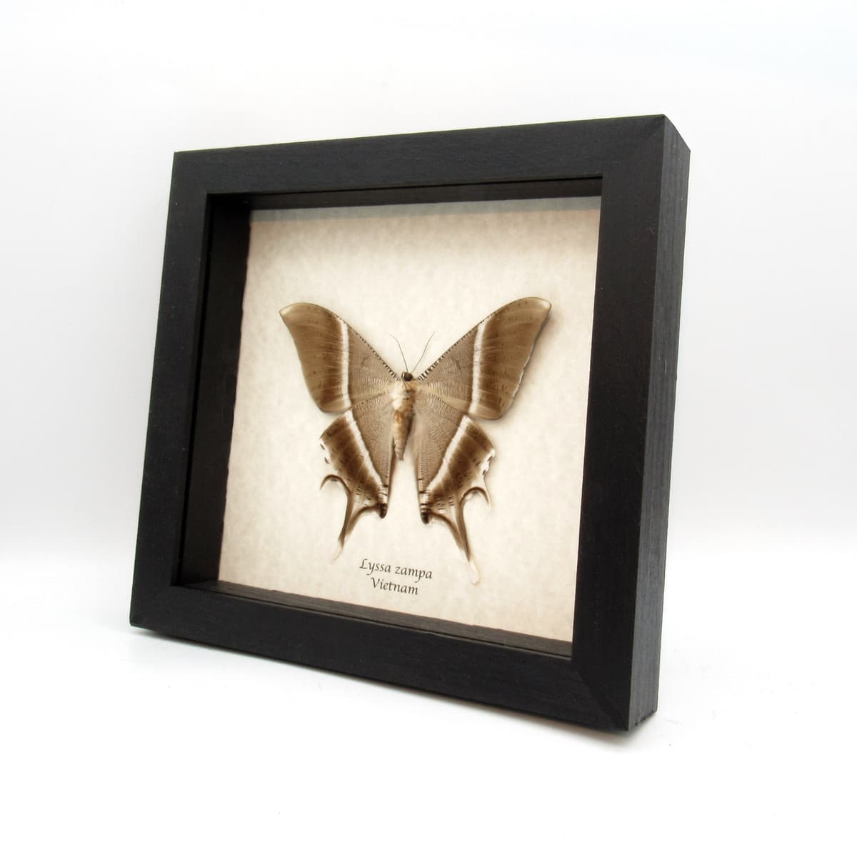 Large Tropical Swallowtail Moth framed taxidermy - Lyssa zampa