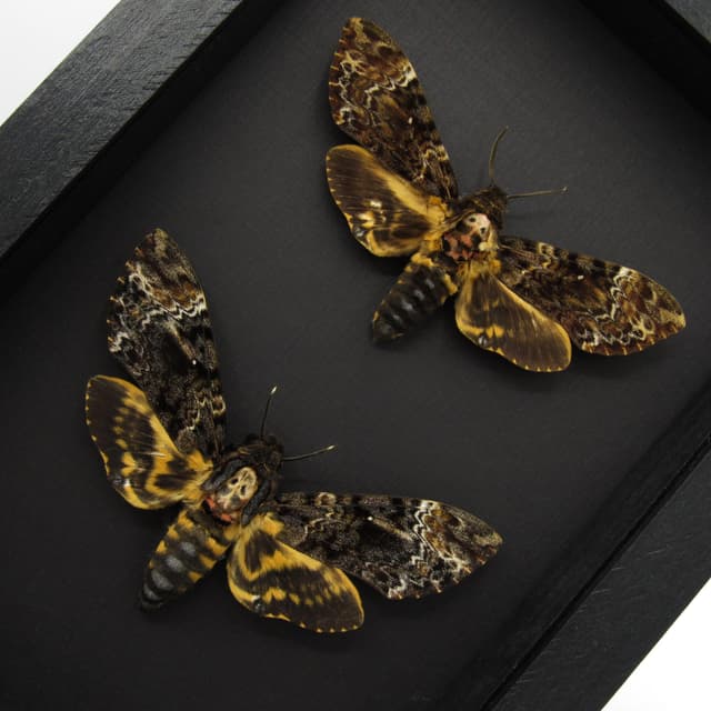 Real XL moths framed taxidermy - Acherontia lachesis - Deaths Head - Pair