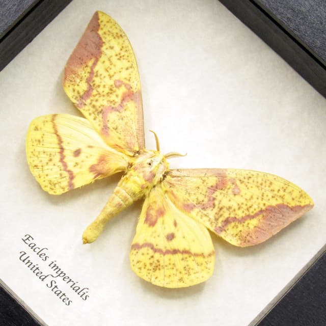 Real Imperial moth framed taxidermy - Eacles imperialis