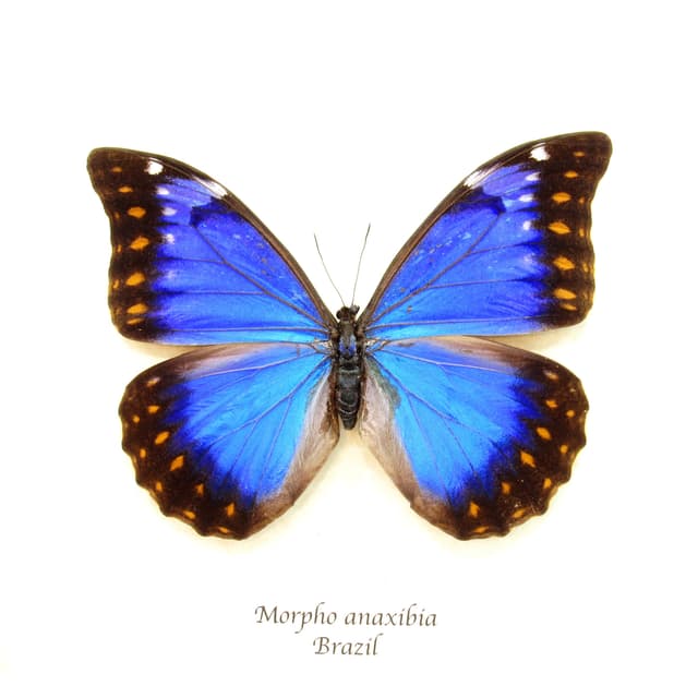 Very rare metallic blue/violet Morpho butterfly framed taxidermy - Morpho anaxibia - large female