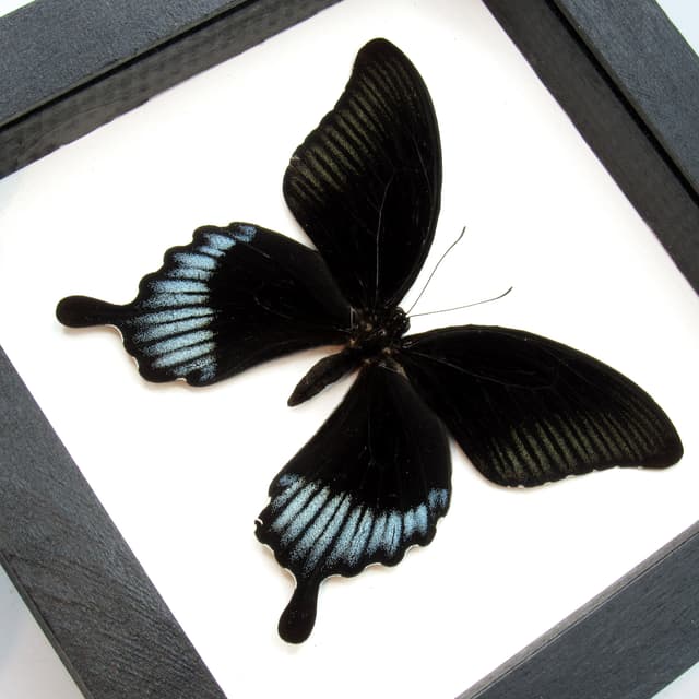 Real giant black swallowtail framed taxidermy - Papilio ascalaphus