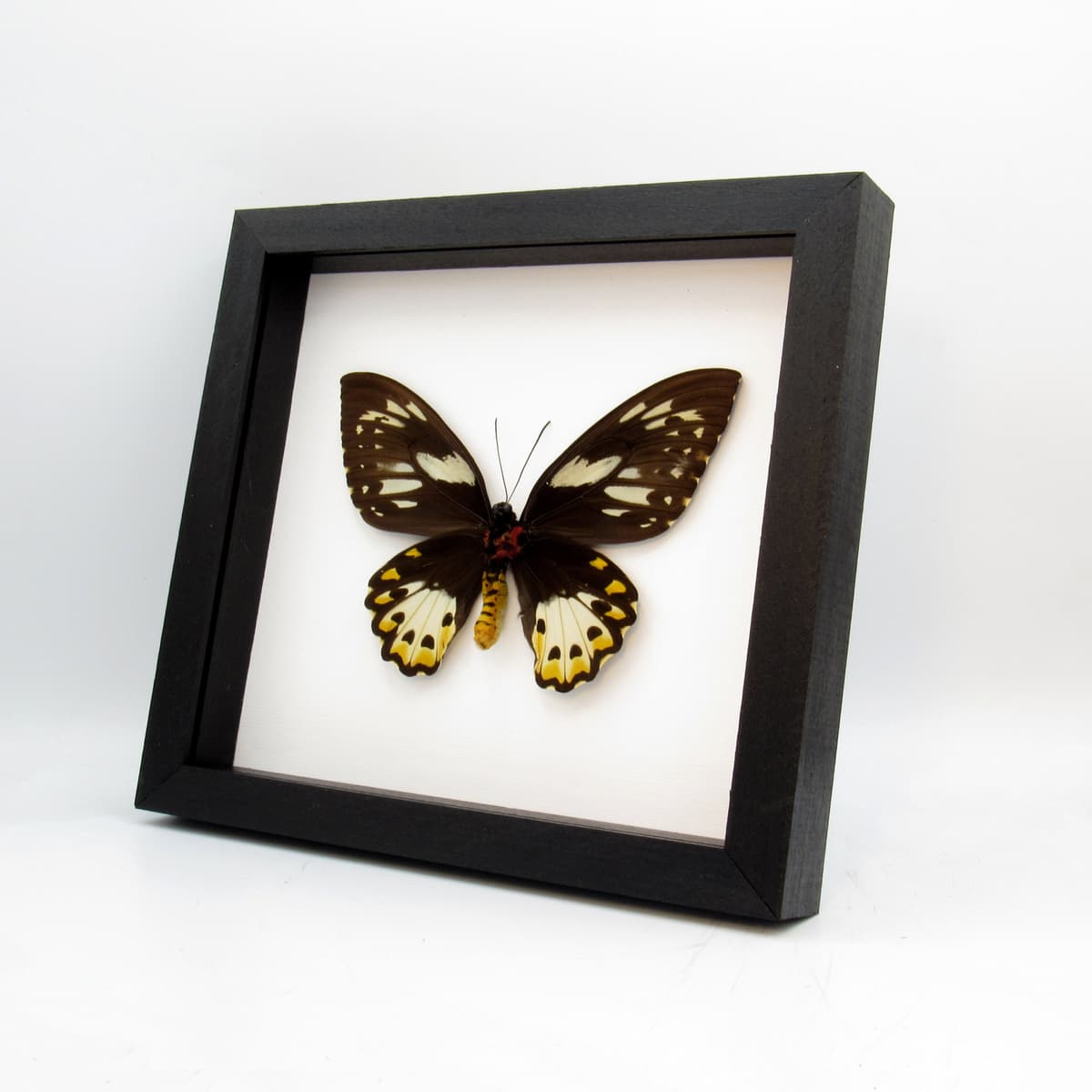 Real XL butterfly framed taxidermy - Ornithoptera priamus poseidon - female