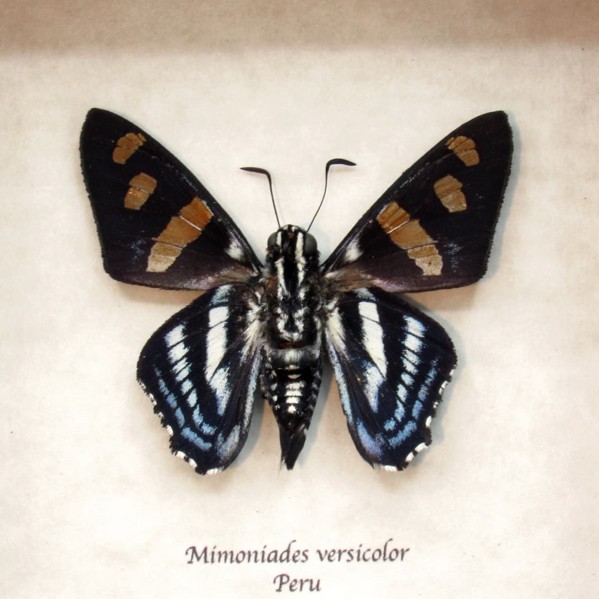 Real Versicolor Skipper butterfly framed taxidermy - Mimoniades versicolor
