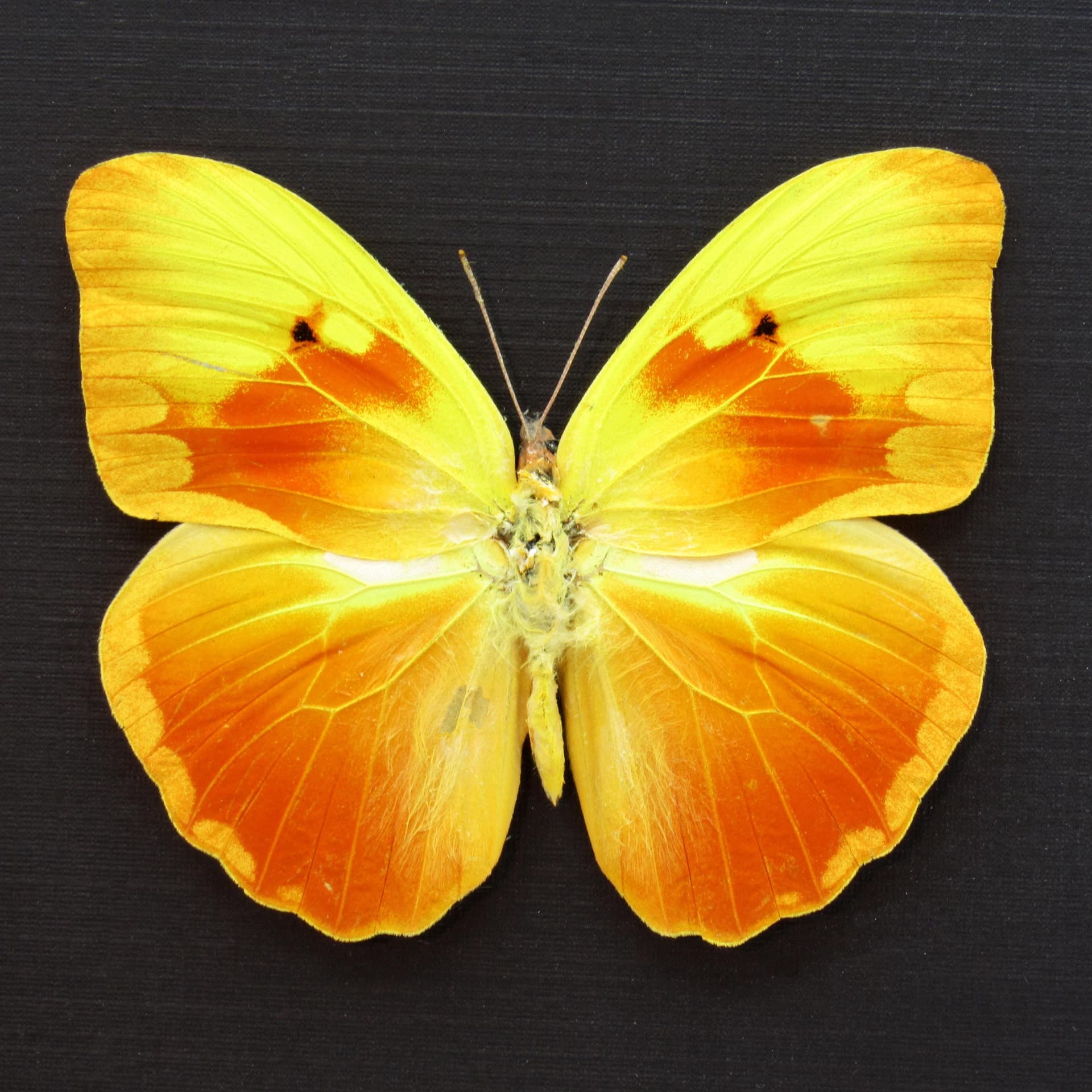 Very rare Red Splashed Sulphur butterfly framed taxidermy - Phoebis avellaneda