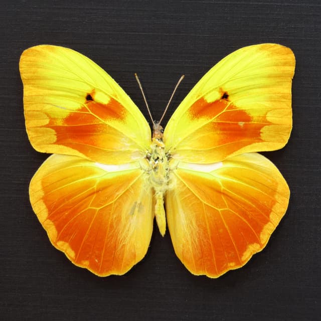 Very rare Red Splashed Sulphur butterfly framed taxidermy - Phoebis avellaneda