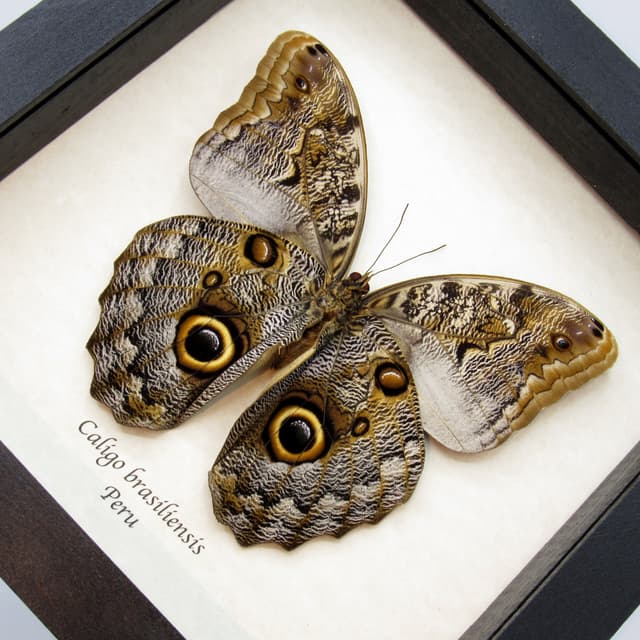 Real Giant Owl butterfly framed taxidermy - Caligo brasiliensis