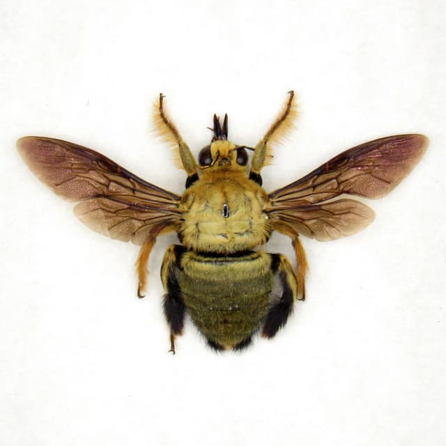 Real Carpenter Bee framed taxidermy - Xylocopa confusa - female
