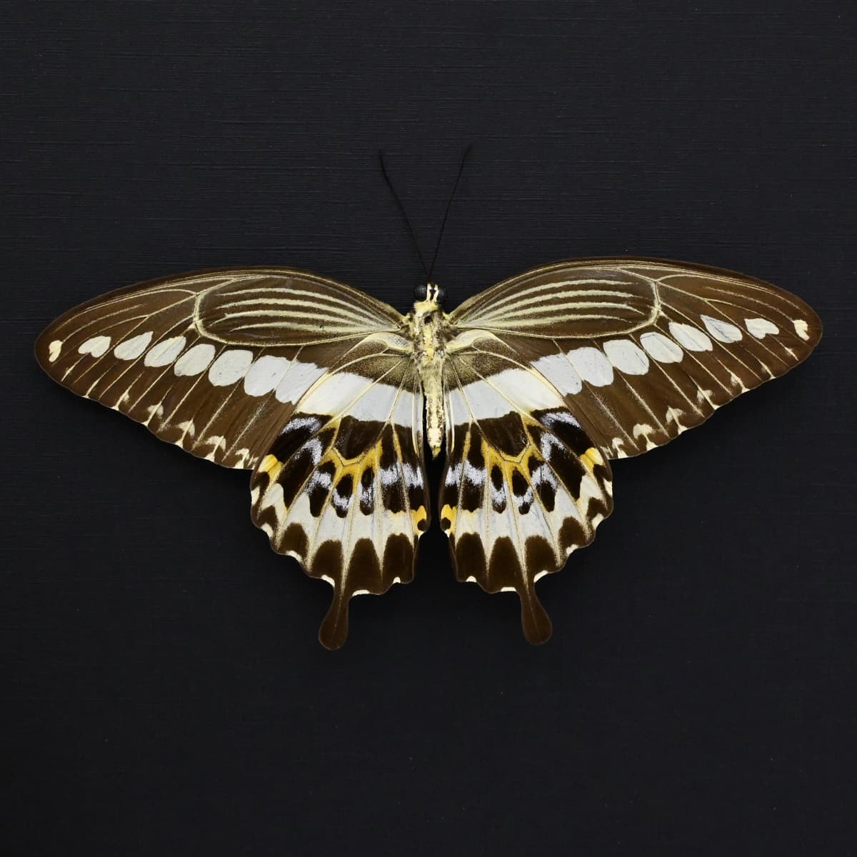Real framed pale green taxidermy butterfly - Papilio gigon