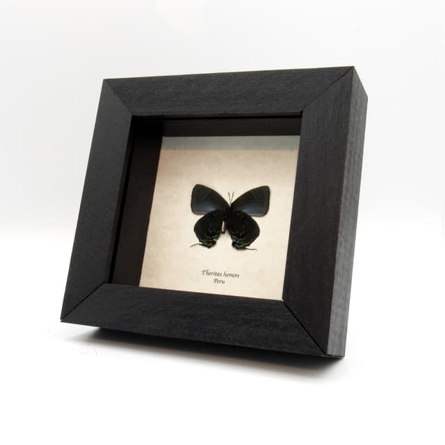 Real Hairstreak butterfly framed taxidermy - Theritas hemon - green form