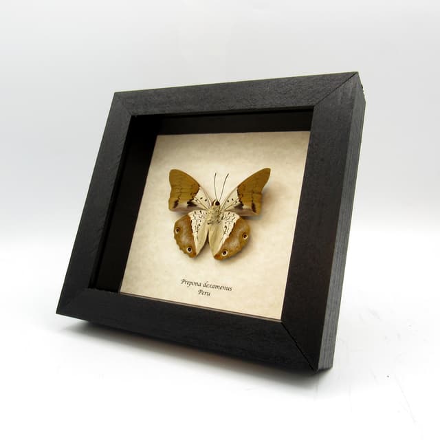 Real golden Brush-footed butterfly framed taxidermy - Prepona dexamenus