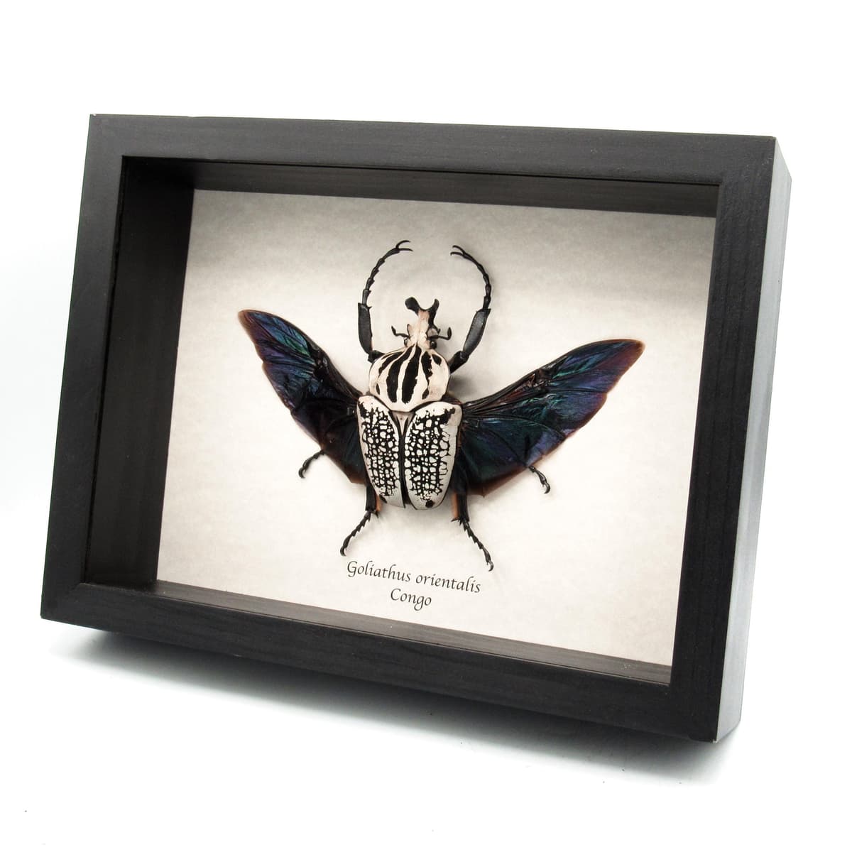 Real XXL Flower Beetle framed taxidermy - Goliathus orientalis