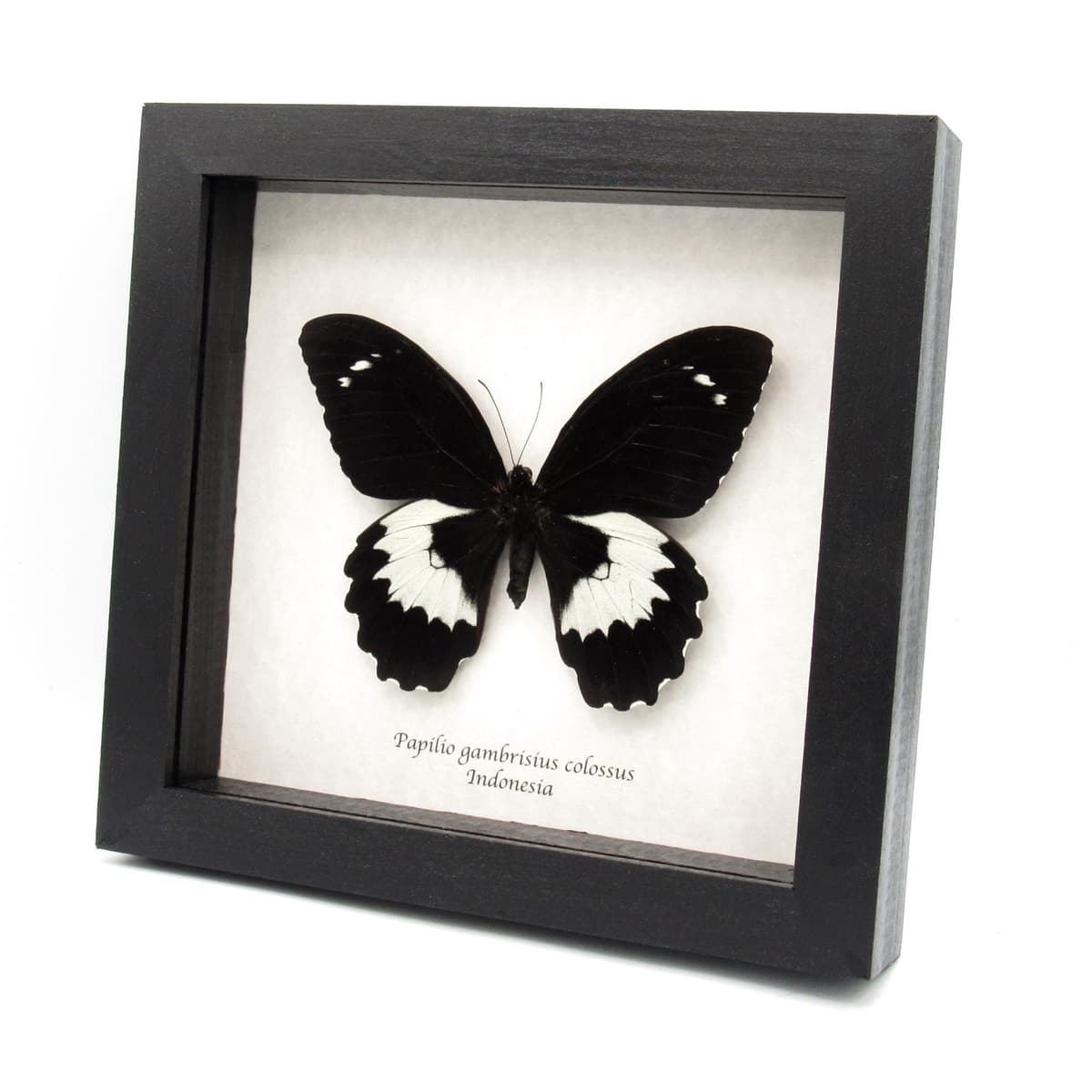 Very large real butterfly framed taxidermy - Papilio gambrisius colossus