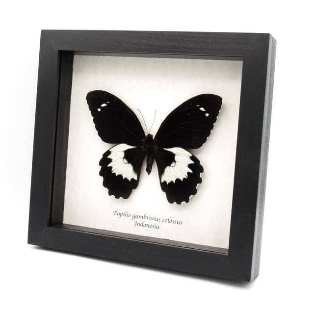 Very large real butterfly framed taxidermy - Papilio gambrisius colossus