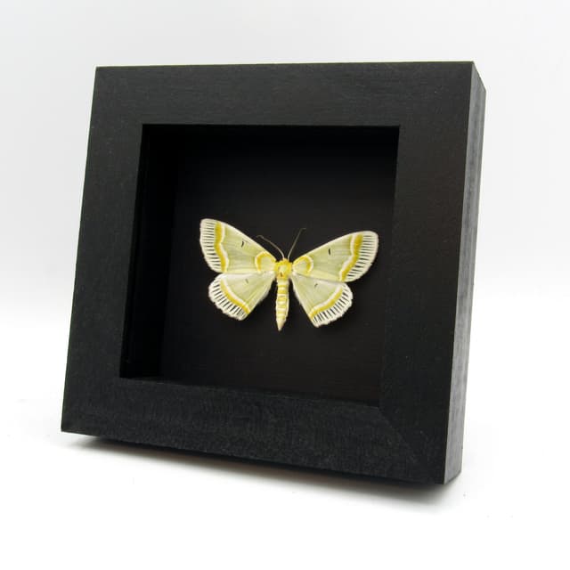 Real green Geometer moth framed taxidermy - Iotaphora admirabilis