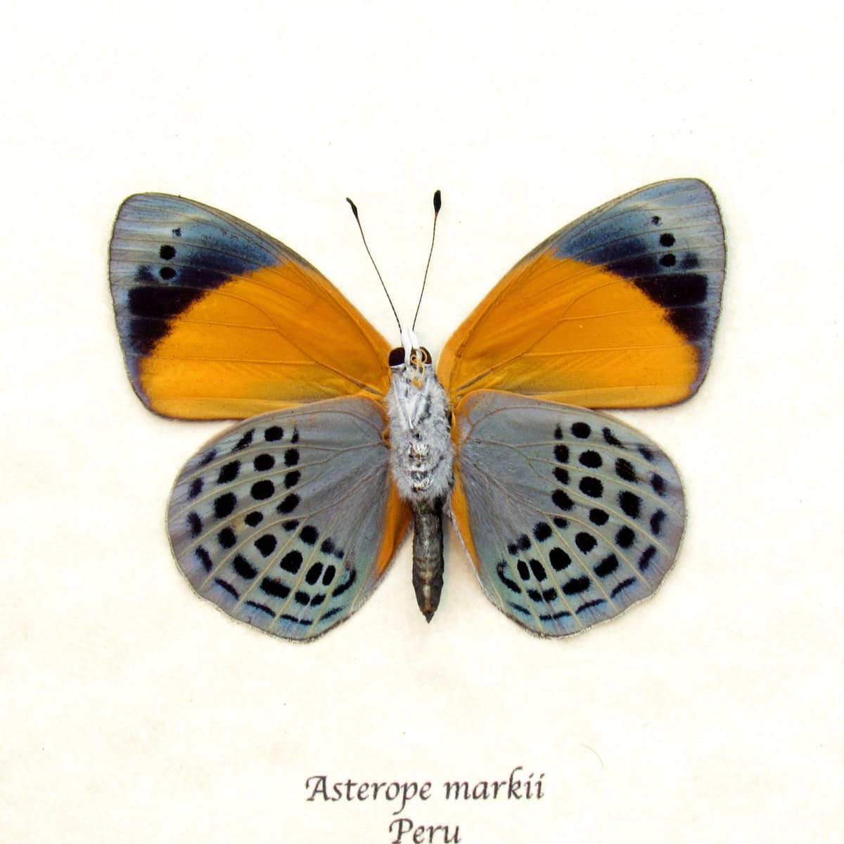 Real butterfly framed taxidermy - Asterope markii
