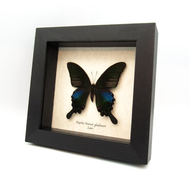 Real black Peacock butterfly framed taxidermy - Papilio bianor gladiator - Spring form