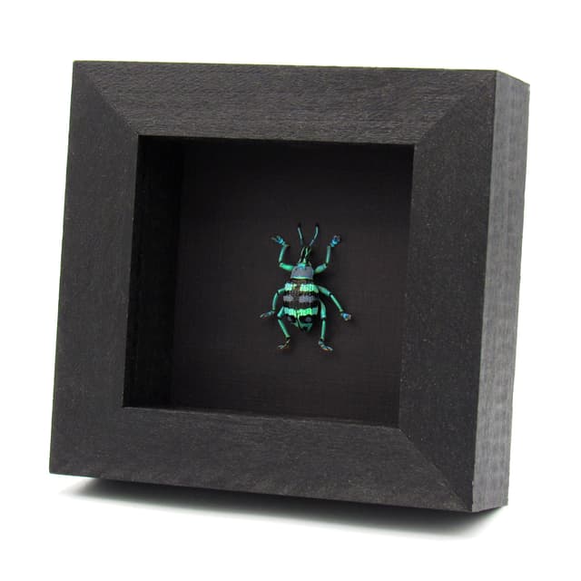 Real metallic weevil framed taxidermy - Eupholus mimikanus - special color form