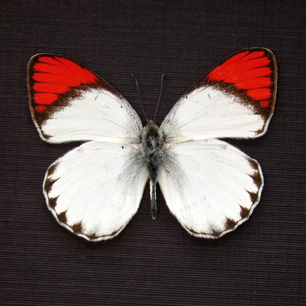 Real Red Tip butterfly framed taxidermy - Colotis danae