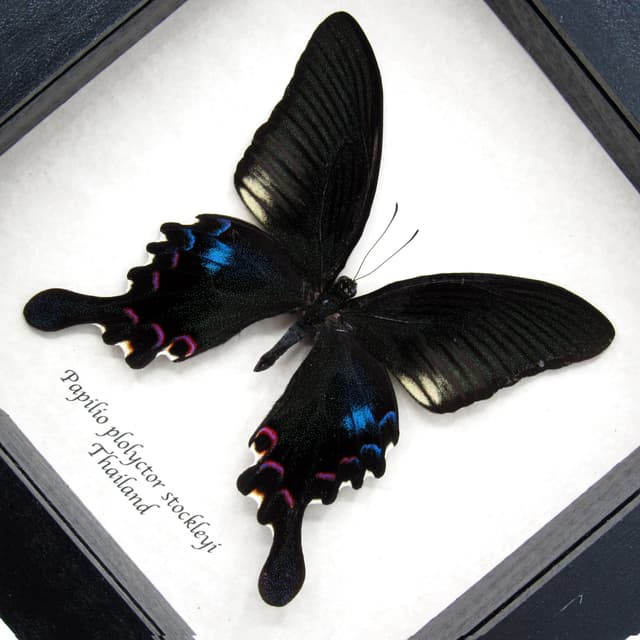 Real framed taxidermy Peacock Swallowtail butterfly - Papilio plolyctor stockleyi