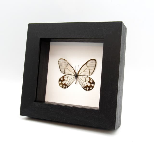 Real Glasswing butterfly framed taxidermy - Haetera hypaesia