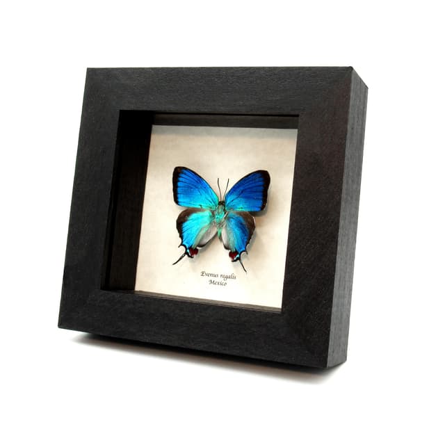 Rare metallic blue butterfly framed taxidermy - Evenus regalis
