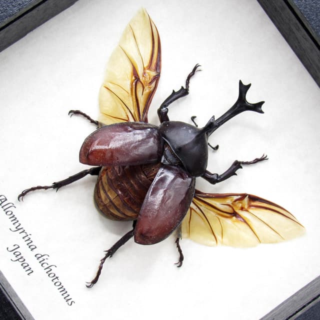 Real Japanese Rhinoceros beetle framed taxidermy - Allomyrina dichotomus