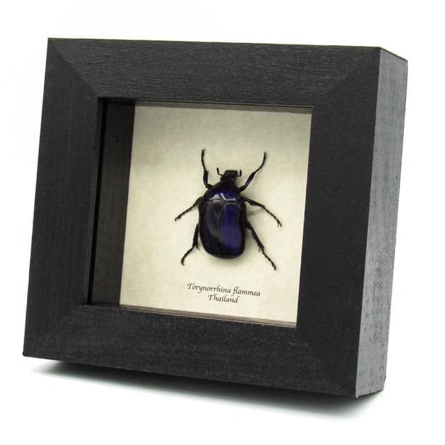 Real purple Scarab beetle framed taxidermy - Torynorrhina flammea