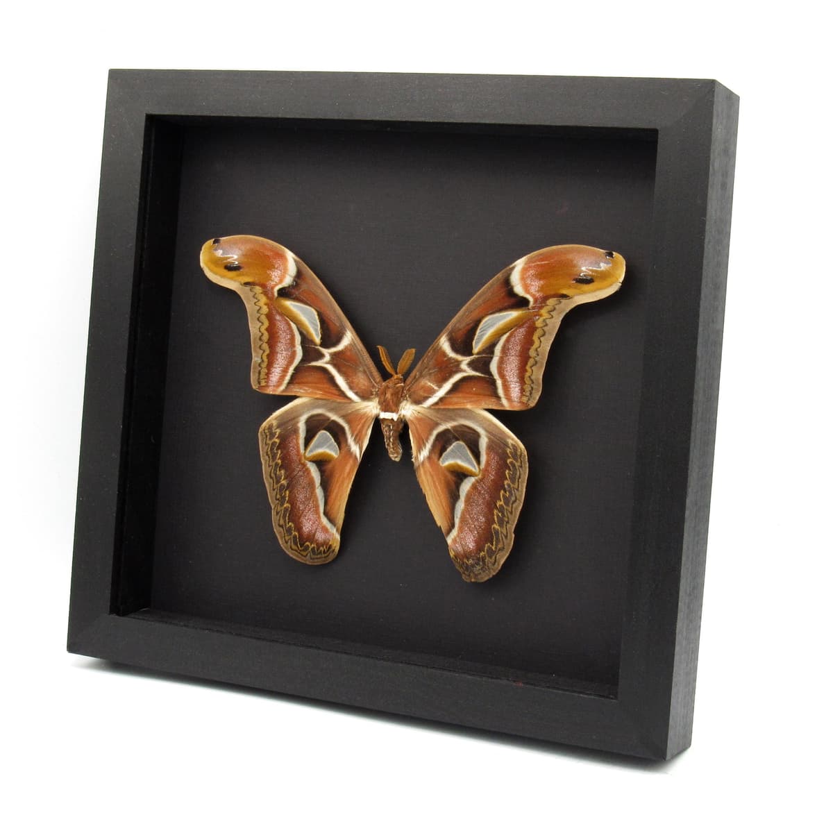 Real XXL Saturn moth framed - Archaeoattacus edwardsii - 8 inch wingspan - minor damage/ repair