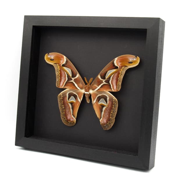 Real XXL Saturn moth framed - Archaeoattacus edwardsii - 8 inch wingspan - minor damage/ repair
