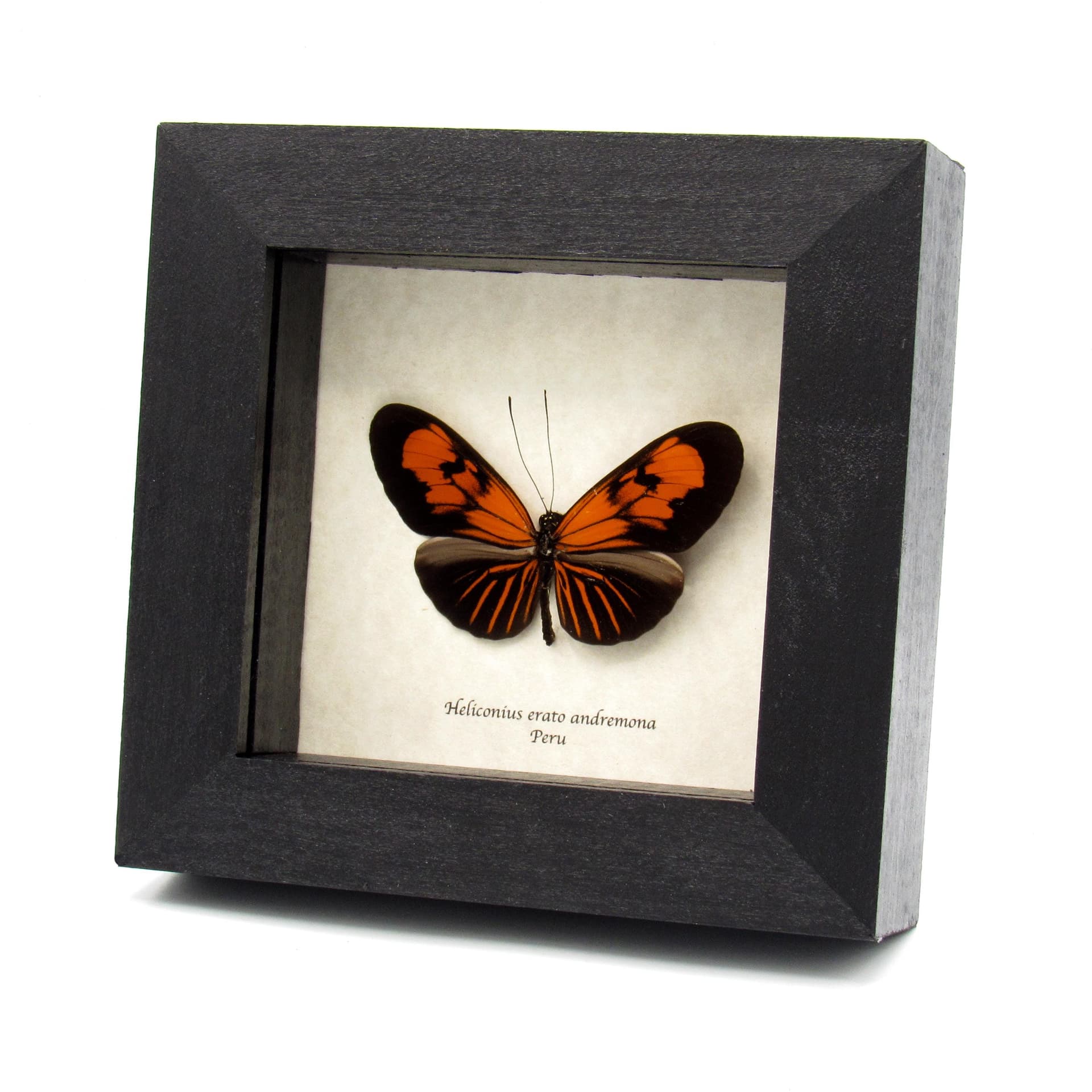 Real orange Longwing butterfly framed taxidermy - Heliconius erato andremona