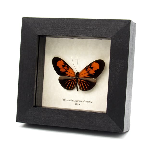 Real orange Longwing butterfly framed taxidermy - Heliconius erato andremona