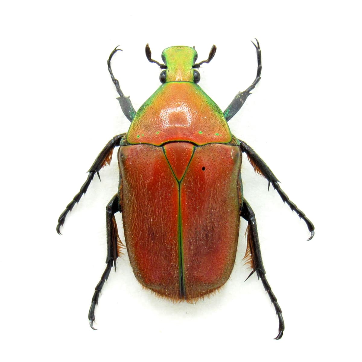 Real red Scarab beetle framed taxidermy - Torynorrhina pilifera