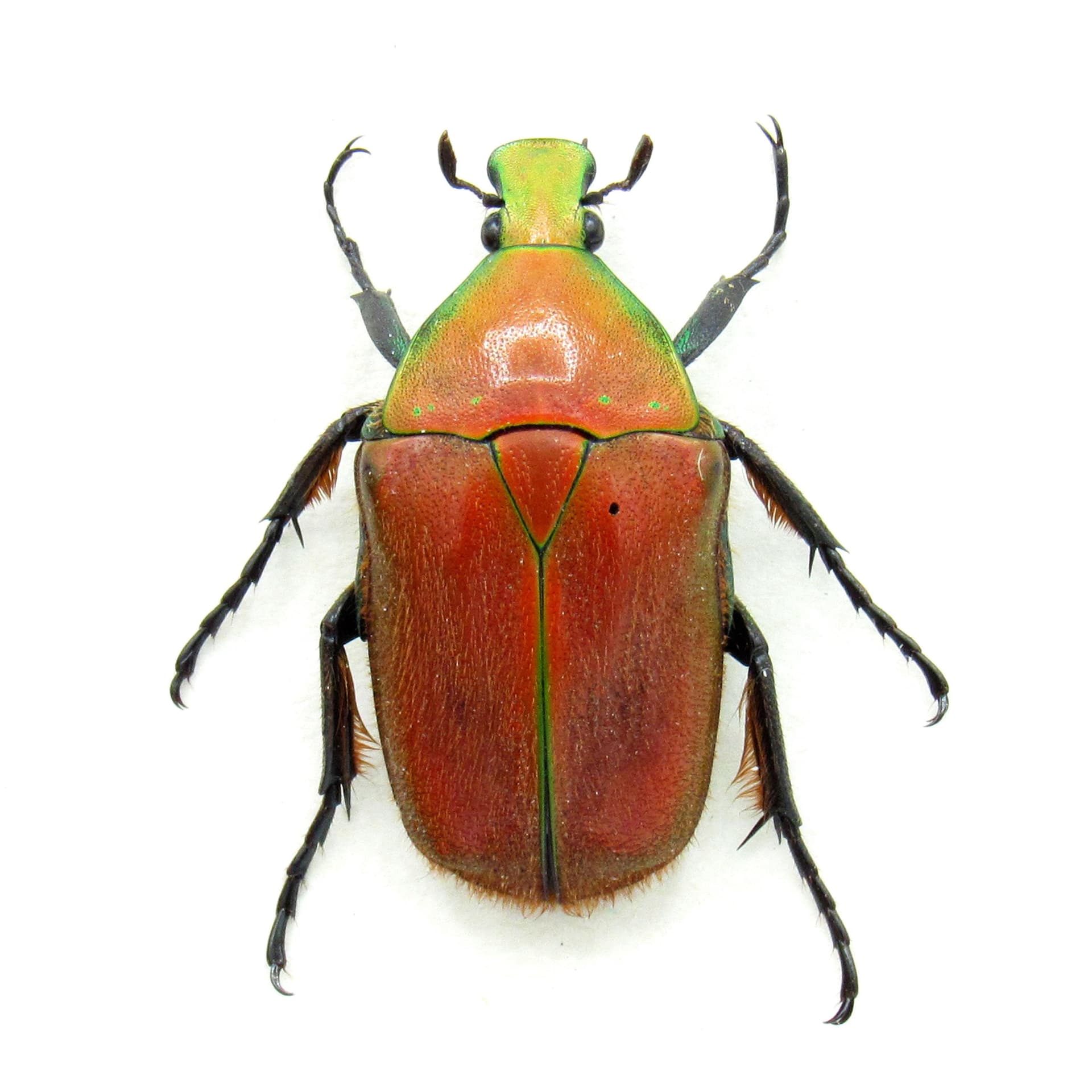 Real red Scarab beetle framed taxidermy - Torynorrhina pilifera